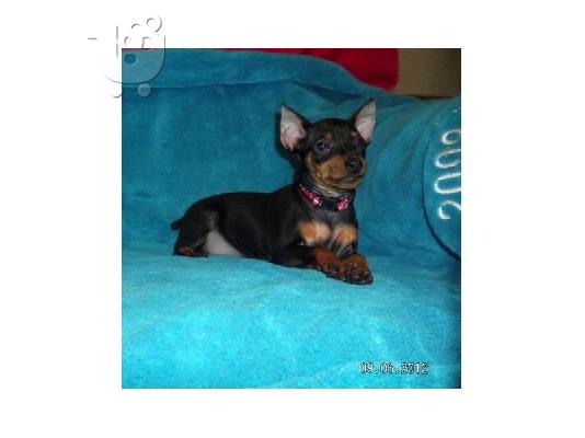 χαριτωμένος και αξιολάτρευτο κουτάβι Pinscher για υιοθεσία...